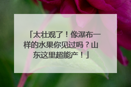 太壮观了！像瀑布一样的水果你见过吗？山东这里超能产！